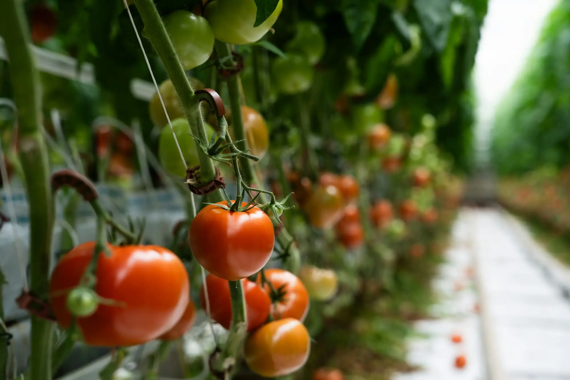 Grappoli di pomodoro rossi e verdi lungo una fila di piante coltivate in serra su substrato.