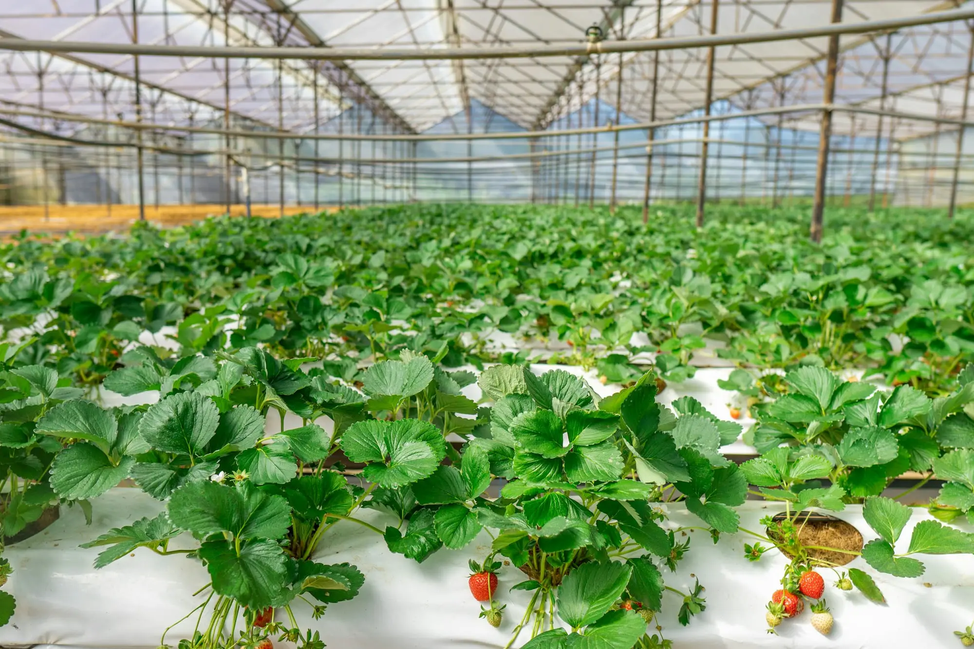 Piante di fragola coltivate fuori suolo in sacchi di substrato, in file sotto una serra.